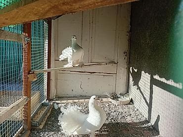 сова купить живая: Продаю пару голубей павлины готовая пара с лохмами — 7