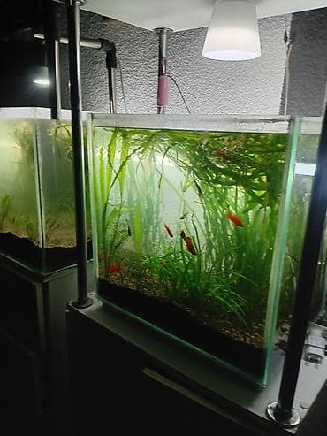 аквариумные растения бишкек: ГУППИ, растение для аквариума — Валлиснерия спиральная карликовый — 3