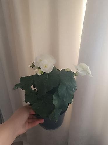 долларовое: Комнатные растения в горшках: 1) Замиокулькас (Zamioculcas — 5