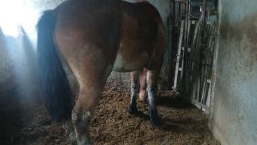 Жылкылар, аттар: Сатам | Жылкы (эркек) | Жумушка — 3