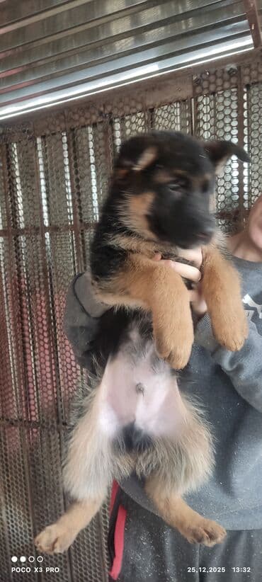 животные на р: Продаются очеровательные чистокровные щенки немецкой овчарки родились — 3