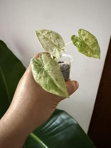 шоколадный будет: Алоказия ‘Polly’ (Alocasia x amazonica ‘Polly’) — эффектное комнатное — 7