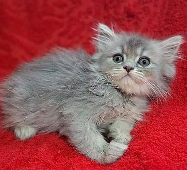 Продажа кошек: Скотиш Страйт (Шотландская прямоухая), 2 месяца, Мальчик, Приучена к лотку, Проглистована — 5