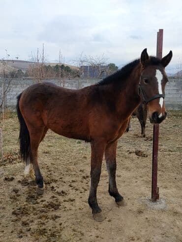 продажа щенков немецкой овчарки с документами в бишкеке: Продаю | Жеребенок | Конный спорт — 1