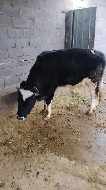 Продаю | Бык (самец) | Полукровка | На откорм | Искусственник at lalafo.kg Продаю | Бык (самец) | Полукровка | На откорм | Искусственник