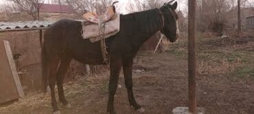 отдам даром охотничью собаку: Продаю | Конь (самец) | Полукровка, Кара Жорго | На забой, Для разведения, Рабочий | Мерин — 7