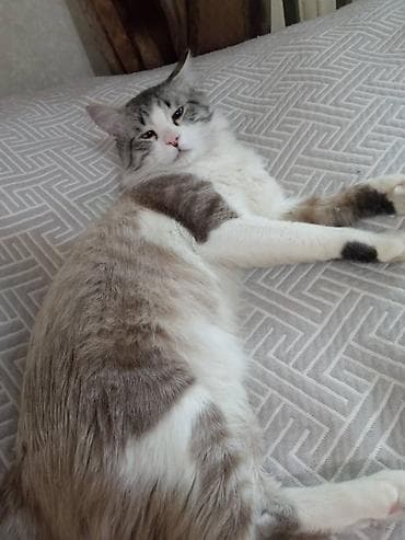 отдам собаку в хорошие руки бишкек: 7 месяцев, Мальчик, Приучена к лотку — 3