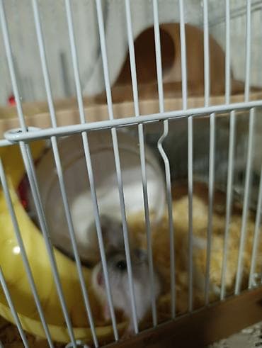 капкан для крысы: Продаю хомячков есть мальчики девочки парода Джунгарии месяц,6 шт — 4