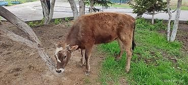 бараны цена бишкек: Продаю | Тёлка | На откорм, Для разведения, Для молока — 2