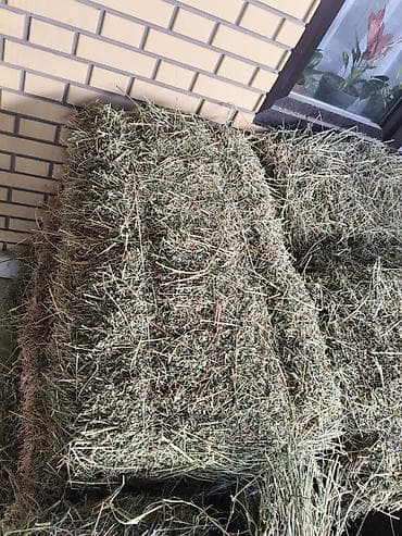 животные кара балта: Таза беде сатылат — 3