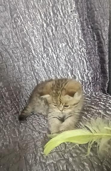 кыс: В продаже шотландский короткошёрстный котёнок, окрас золотой тигровый — 4