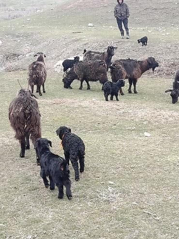 машинки для стрижки животных: Продаю | Коза (самка) | Для разведения | Племенные — 2