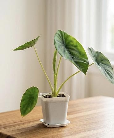 цена монза: Алоказия клиопелата 500, бегония 500 — 1