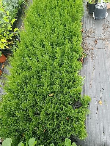 амур рыба: Продам партию туи Смарагд - 400шт саженцев 🌿 Здоровые, крепкие — 4