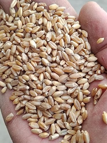 мучной хрущ: Продаем Ячмень по 23.50 в мешках. Арпа сатылат 🌾🌾🌾 — 3