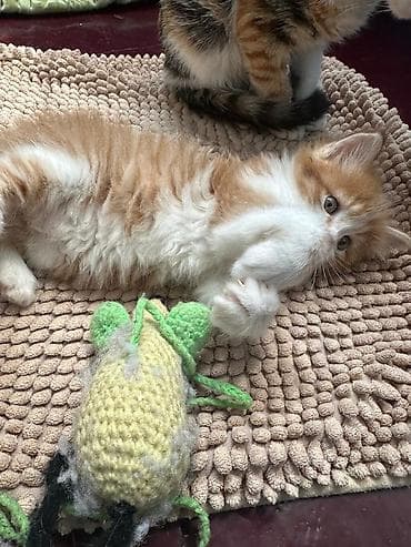 рыжий котёнок купить: КОТЁНОК МАЛЬЧИК 1,5 МЕСЯЦА. Рыжево-белый котёнок с пушистой шерстью и — 8