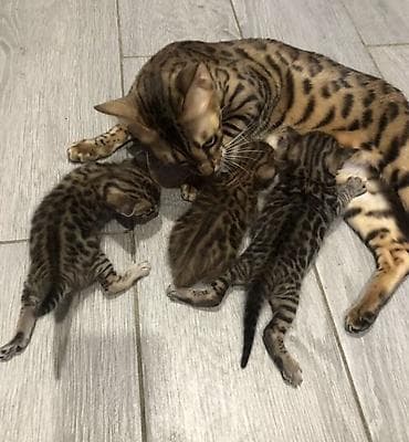 Продажа кошек: Бенгальская, 1 месяц, Девочка, Золотая шиншилла, Приучена к лотку — 1