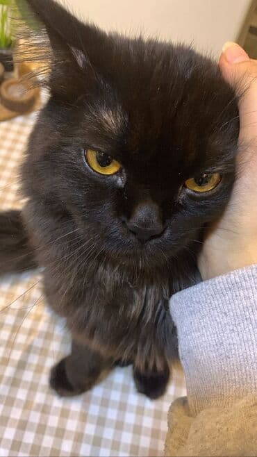 новорожденные котята: Беспородная, 3 месяца, Девочка, Черный — 2