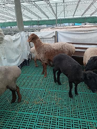 Продаю | Овца (самка) | Для разведения | Матка