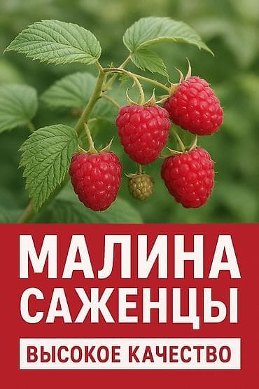Кондитерские изделия, сладости: Малина — 2