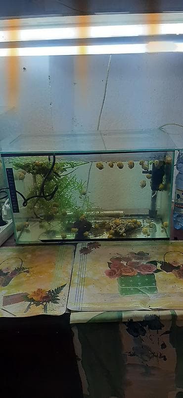 купить аквариумный компрессор: Аквариумные ампулярии, растения, декорации,коряга,корм. - Стеклянный — 7