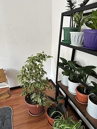 домашние растения: Комнатные растения в горшках — коллекция для дома и офиса. В — 5