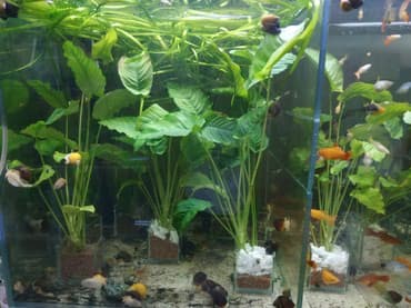форель купить в бишкеке: Анубиасы. Гигантские анубиасы. Аквариумные растения. Есть и другие — 8