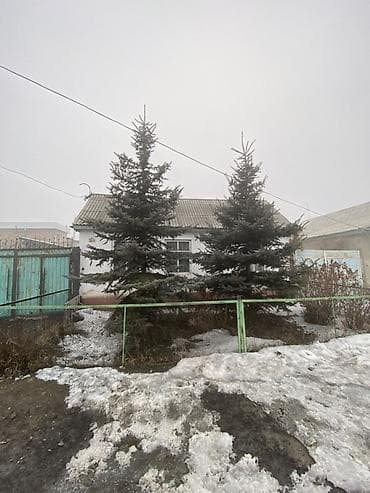 пирес жип: Саженцы деревьев: Ели, Самовывоз — 2