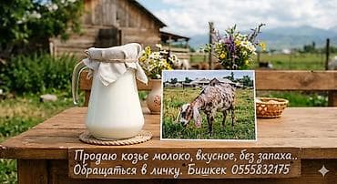 Козье молоко от домашних коз англонубов свежесдоенное, без