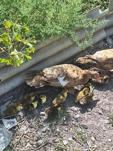 продаю гусей: Мускусные утята с наседкой 11шт - Порода: мускусная утка (индоутка) — 1