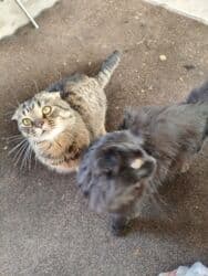 объявления о найденных собаках: Скотиш Фолд (Шотландская вислоухая), 2 года, Мальчик, Черный — 7