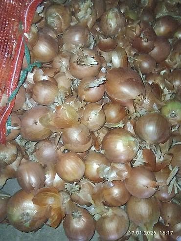 полка для инструмента: Лук Оптом — 2