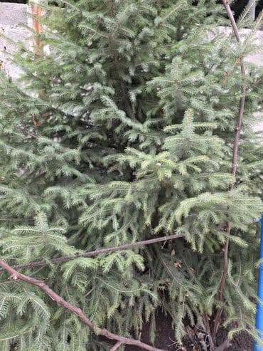 все для капельного полива: Саженцы деревьев: Ели — 5