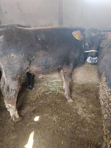 Другие животные: Продаю | Бык (самец) | На откорм | Привязанные — 3