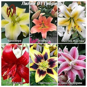 лилии цветы: Https://t.me/blooming_garden_kg Самый бооольшой выбор лилий только у — 5