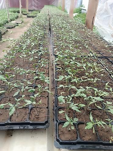 прозрачная кровля для навеса: Рассада Самовывоз — 1