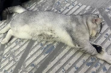 Ветеринар кызматы: Порода: кошка шерстью, окрас «серебристый шиншилла/серебристый — 3