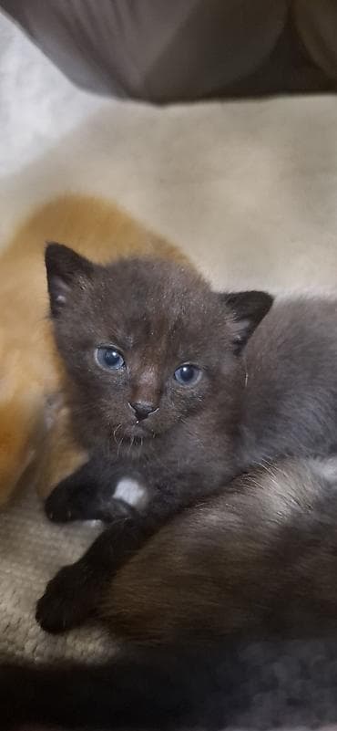 манчкин котенок купить: Беспородная, 1 месяц, Мальчик, Черный, Приучена к лотку — 1