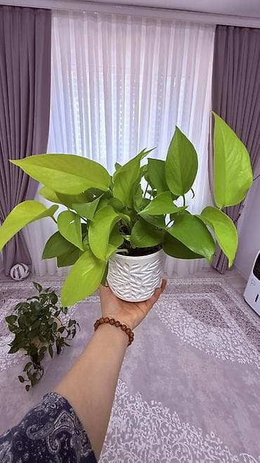монстры: Плющеподобные лианы эпипремнум (Pothos/Scindapsus) в горшках. - Два — 2