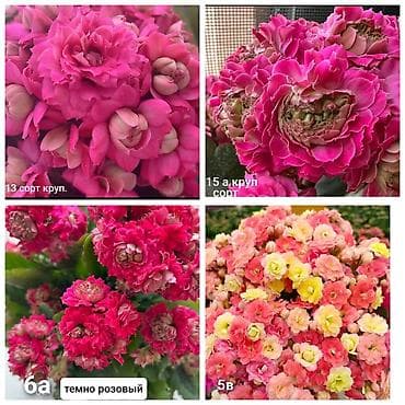 деткие: В продаже детки гибридных сортов каланхоэ по 150 с Бишкек ‼️ — 2