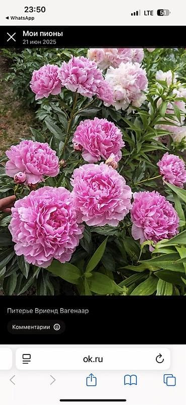 цветы из ленты: Саженцы цветка: Пионы — 1