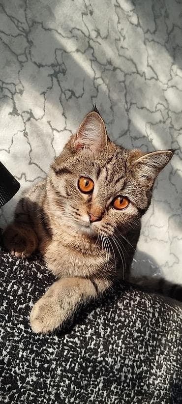 котяты: Котята- мама британская а папа сосед, пушистые комочки счастья - — 7