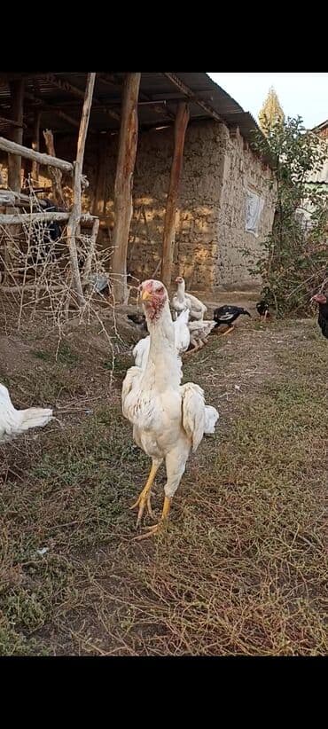 сколько стоит питбуль в бишкеке: Продаю | Куры | Бойцовая | Для разведения — 5