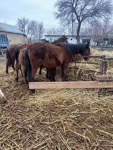 конь пони: Продаю | Жеребенок | Для разведения | Племенные — 2