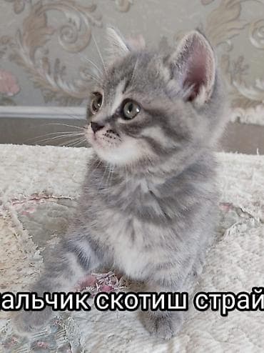 кошко: Скотиш Страйт (Шотландская прямоухая), 2 месяца, Мальчик, Серый — 4