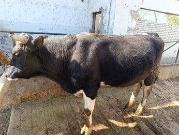 продажа щенков немецкой овчарки в бишкеке с документами: Уйлар,букалар — 1