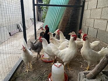 куры жерси: Продаю | Куры | Несушки — 2