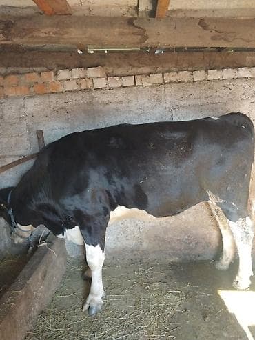 кой соебуз: Продаю | Бык (самец) | Полукровка | На откорм | Привязанные — 2