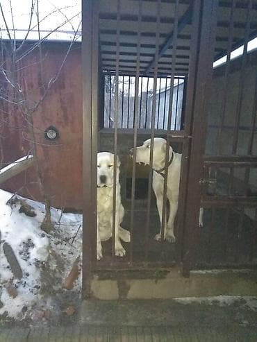 дом для животных: Вольер для собак с будкой размер длина 4метра ширина 2 метра - — 2