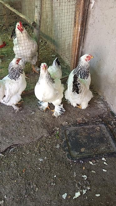 поилки для курей: Продаю | Петух | Брама | Для разведения — 2